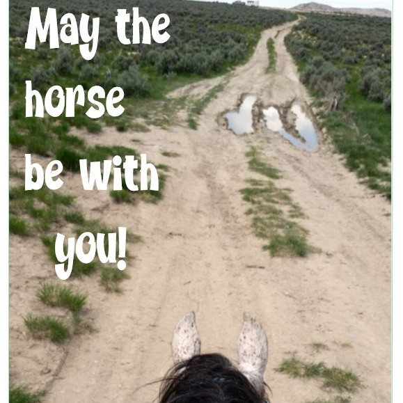 Horsey Magnet--May the horse be with you